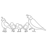 family of quail block 001